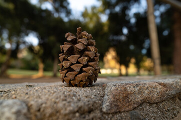 Pine cone on the stones