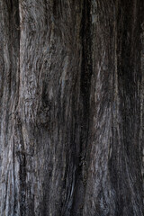 Barkless trunk of an old tree