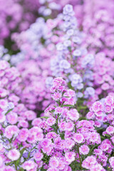 Obraz premium Beautifully Margaret flowers bloom and freshly in the fields