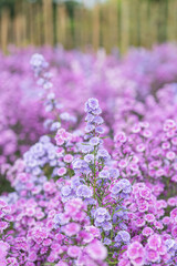 Beautifully Margaret flowers bloom and freshly in the fields