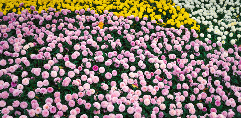 field of flowers