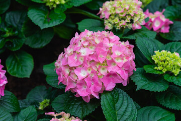 pink flowers in a garden