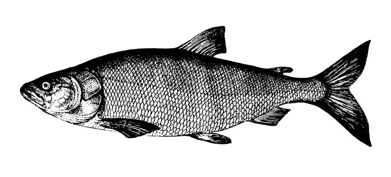 White salmon, Nelma. Fish collection. Healthy lifestyle, delicious food, ichthyology scientific drawings. Hand-drawn images, black and white graphics.