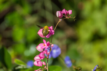 Honeybee