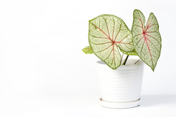 Potted Caladium house plant isolated on white background