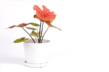 Potted Caladium house plant isolated on white background