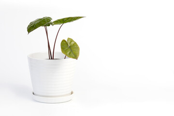 Potted Caladium house plant isolated on white background