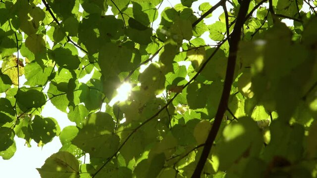 Sun peaking through green leaves at the park. Glowing sun rays coming through tree branches