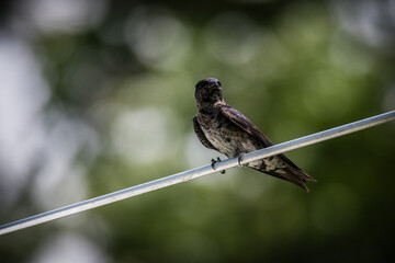 Purple Martin Perched on Pole