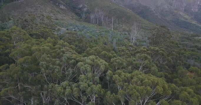 4K summer day aerial video of Cecilia Forest near Cape Town Constantia suburb. The forest is known for nature hiking trails and beautiful eucalyptus trees in Cape Peninsula, Western Cape, South Africa