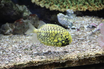 海底近くを泳ぐマツカサウオ
