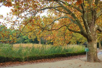 Red and Orange Maple tree during autumn, leaf peeping. Autumn in city of Tokyo, Japan - 秋の風景　紅葉した楓