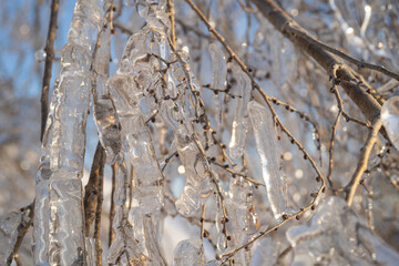 Natural background with ice crystals on plants after an icy rain.