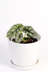 Alocasia silver dragon potted house plant isolated on white background