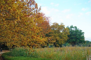 Red and Orange Maple tree during autumn, leaf peeping. Autumn in city of Tokyo, Japan - 秋の風景　紅葉した楓