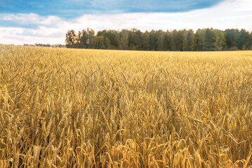 Fototapeta premium landscape of a clearing with ripe yellow wheat with overcast sky, clouds and forest in the distance.