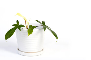Philodendron Florida Ghost potted house plant isolated on white background © ltyuan