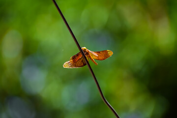Neurothemis fulvia, is a species of dragonfly found in Asia. It is a medium-sized rusty dragonfly with transparent wing tips.