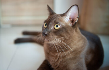 Close up and portrait brown short haired cat
