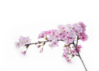 Sakura cherry blossom isolated on white background 