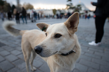 Closeup of short hair happy dog