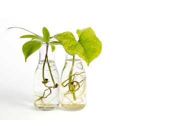 Water propagation "Philodendron Florida Ghost" and "Syngonium Aurea" indoor houseplant in a transparent glass bottle isolated on white background. Urban Jungle, repotting or potting houseplants.