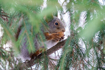 The squirrel with nut sits on a fir branches in the winter or late autumn