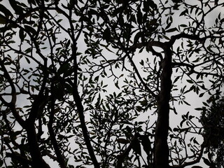 black and white background