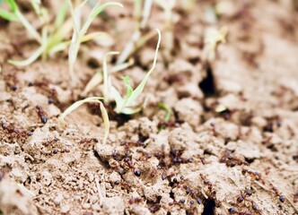 grass growing with ants on the ground