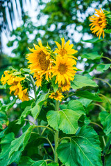 Girasoles floreciendo