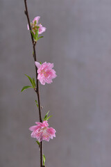 Fototapeta na wymiar cherry blossom sakura with bud on gray background