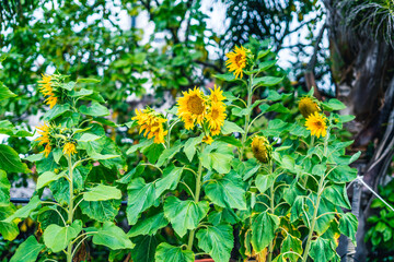 Girasoles floreciendo