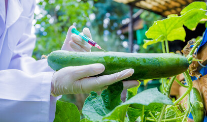 ein Wissenschaftler spritzt eine Substanz in eine Gurke