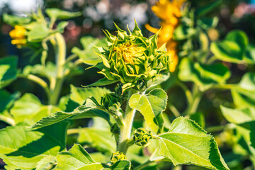 Obraz premium Girasoles floreciendo