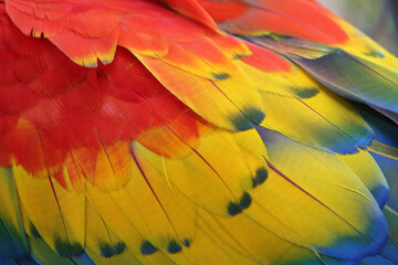 Colorful feathers,Macaw feathers background texture