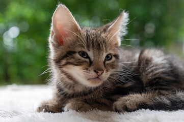 Naklejka na ściany i meble Cute kitty little cat American shorthair brown tabby sit on the fur floor