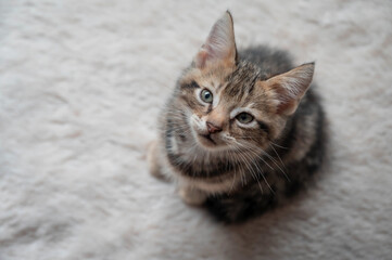 Cute kitty little cat American shorthair brown tabby sit on the fur floor