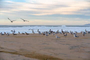 Fototapeta premium Sunset on the beach and flock of birds, pelicans and seagulls