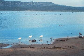 Snowy egret feeding on the edge on blue lake at sunset