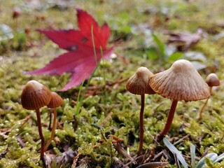 モミジときのこ