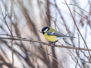 Cute bird Great tit, songbird sitting on a branch without leaves in the autumn or winter.