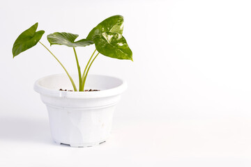 Alocasia macrorrhizos variegated potted house plant isolated on white background