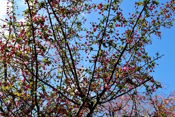 Fototapeta premium 花 カイドウ 春 風景