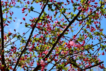 花　カイドウ　春　風景