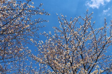 Obraz premium 春 桜 青空 風景