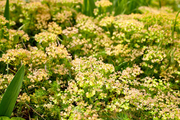 Flower bed in the garden. Flowers grow in your own yard