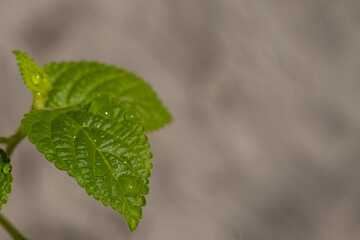 Green leaves of Plectranthus australis plants on a grey background