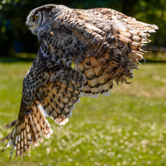Beautiful horned owl flying