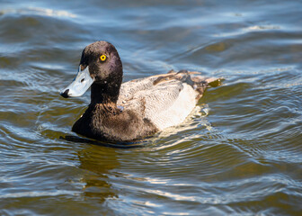 Stunning Greater scaup male duck
