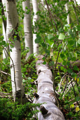 Aspen Trees